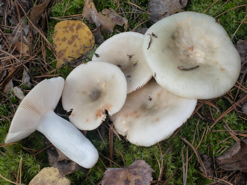 Russula Aeruginea Holubinka Tr vozelen 